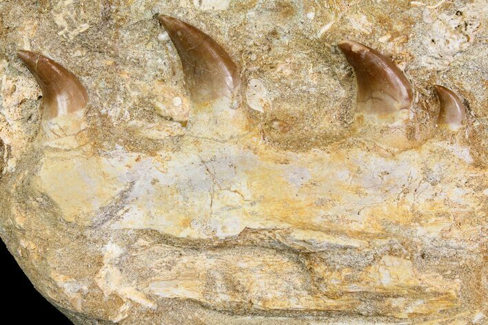 Fossil Mosasaur (Halisaurus) Jaw Section - Morocco #113580